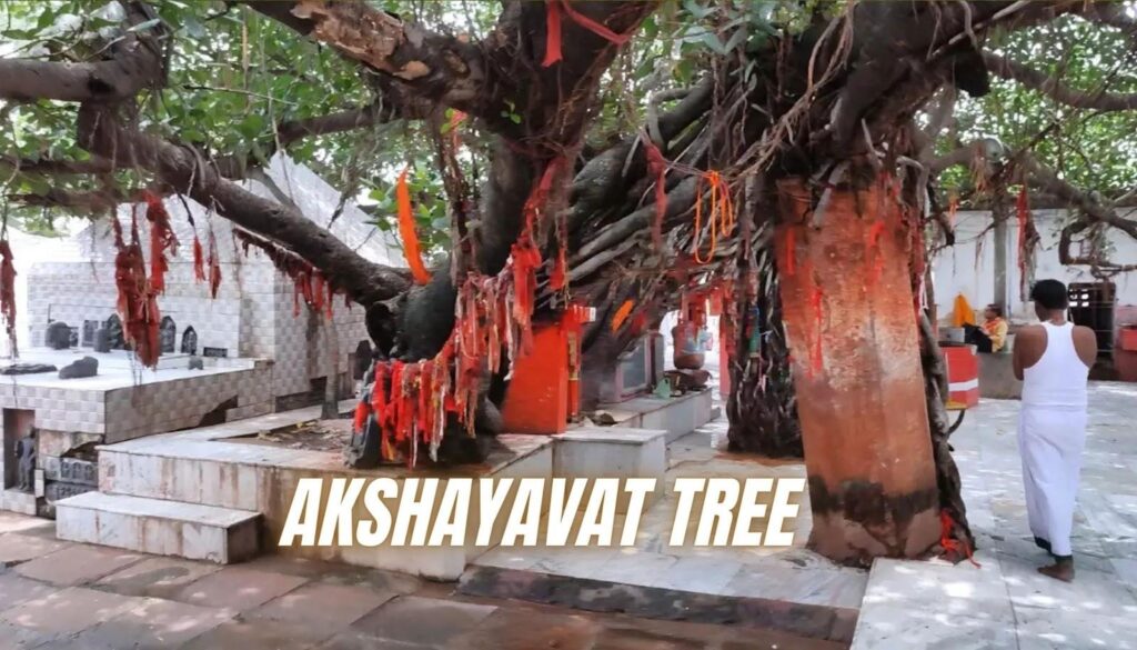 Akshayavat Tree